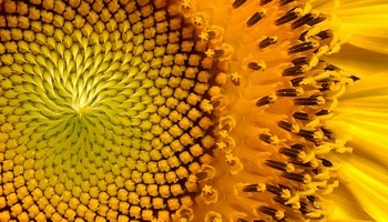 Energie update Geel Zaad levenspad 26 juni - 8 juli 2023: Energie voor groei en creatie